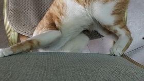 秃崽吃瓜视频链接下载免费,揭秘热门视频背后的趣味故事  第3张